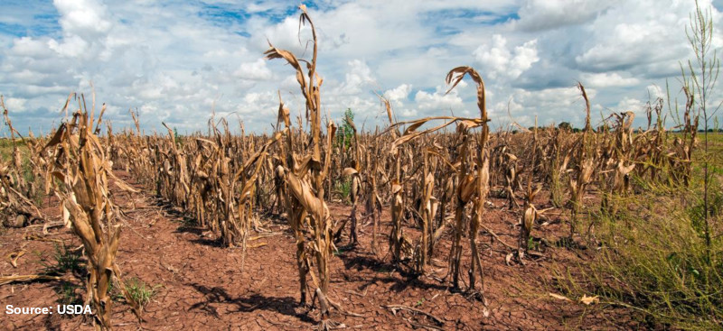 Drought ravaged cornfield with withered corn.