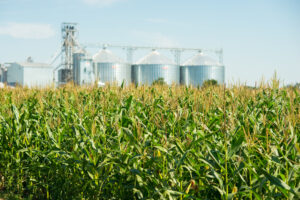 Corn field with grain silos in the background.