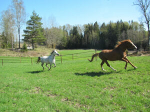 Two horses running in an open field.